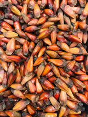 Pinhao na Casca Fresco e Natural 1lb / 454gr - Hi Brazil Market
