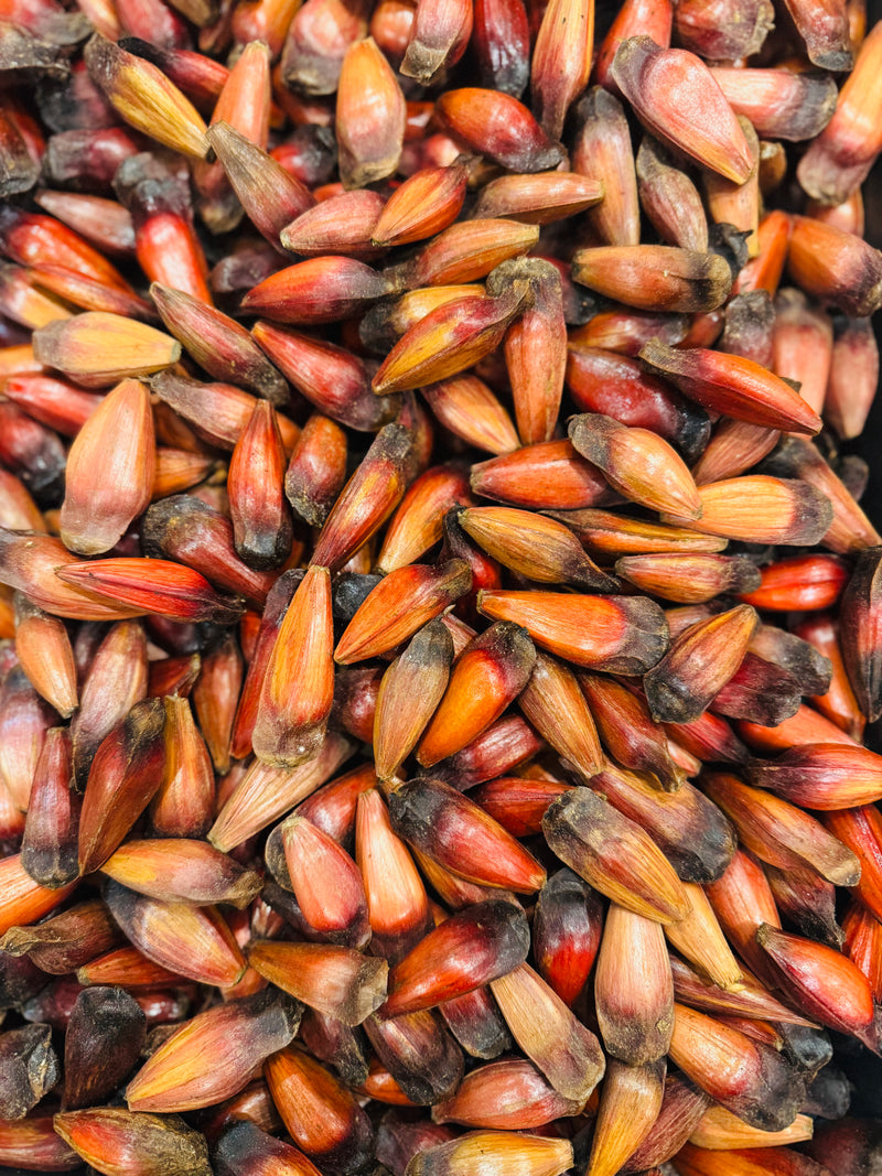 Fresh and Natural Pine Nuts in the Shell 1 lb / 454 g 