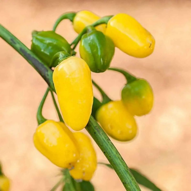 Delicias D Minas Pimenta Cumari do Para 300g liq