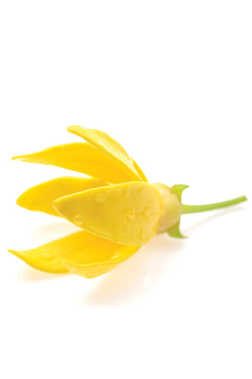 doTerra Ylang Ylang Oil - 15ml