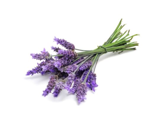 doTerra Oleo de Lavanda - Lavender Oil 15ml - Hi Brazil Market
