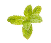 doTerra Oleo de Mental - Peppermint 15ml - Hi Brazil Market