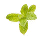 doTerra Oleo de Mental - Peppermint 15ml - Hi Brazil Market